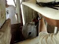 Vaca brava / Nervous cow in Brazil