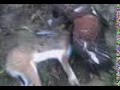 videos de pinocho 05-12-08.3gp
