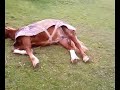 dead horse snoring