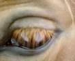 dead horse snoring