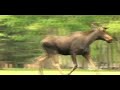 Loose Moose