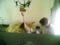 xus y enri faktory funny