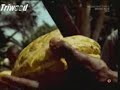 How chocolate cream is made?