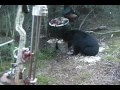Alberta P&Y Black Bear Bowhunt