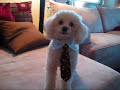 Dogs play the piano - PRO poodle style! Dogs play the piano - PRO poodle style!
