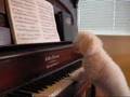 Dogs play the piano - PRO poodle style!