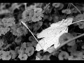 0118-Vier - Autobiografisch