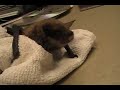 Baby Brown Bat II