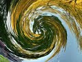 Poetry In Motion- Daffodils