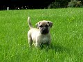 Rathmann Boerboel Rathmann Boerboel
