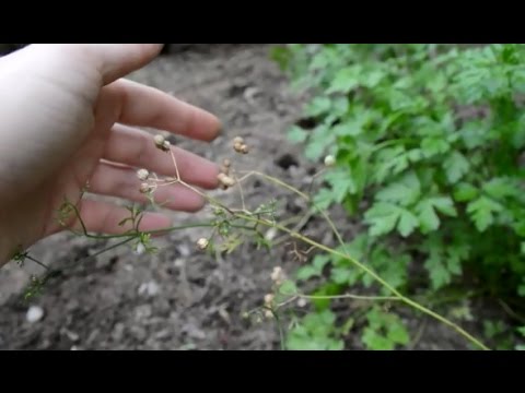 how to harvest coriander