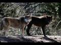 Timber wolves