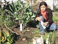 The many uses of NEEM
