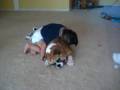 videos de Baby playing with BullDog