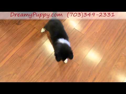 Adorable Miniature Aussie Boy Puppy