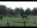 Sigi welcomes Inspection foals home