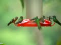 Hummingbirds at Tandayapa