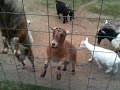 Goats