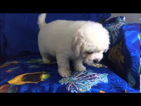 Gunnar - male Bichon Frise