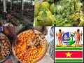 Suriname (Juan Luis Guerra - La travesia) Suriname (Juan Luis Guerra - La travesia)