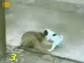 dog monkey sago meymon