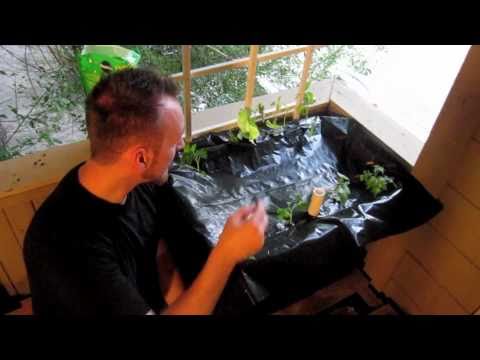 how to use transplant fertilizer