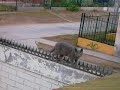 gatos en ON gatos en ON