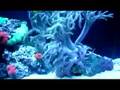 65G REEF TANK ACRYLIC