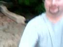 Rottweiler chasing Pug - No audio