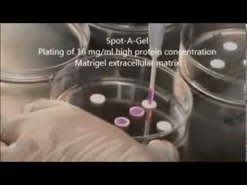 how to isolate extracellular matrix