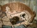 videos de poesjes fl 32
