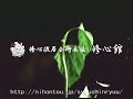 TAMESHIGIRI?Flower 2?