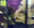 Quoll - UQ open day; Gatton