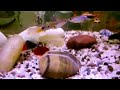 Kiss Fish(II)