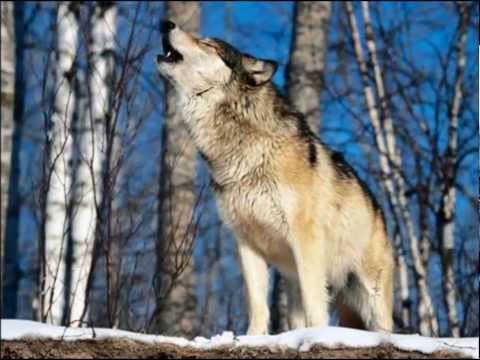 David Duke Show with Dr Patrick Slattery & guest Proffesor Kevin Macdonald -02-28-14