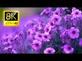 THE MOST BEAUTIFUL FLOWERS COLLECTION 8K ULTR ..
