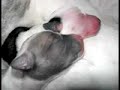 Wonderful World of Whippet Puppies Wonderful World of Whippet Puppies