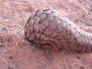 Scaly Pangolin in Kalahari Desert