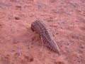 Scaly Pangolin in Kalahari Desert