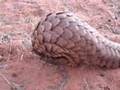 Scaly Pangolin in Kalahari Desert