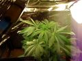 Marijuana Growing at Home. What Do You Think?