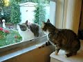 Cat Fight 