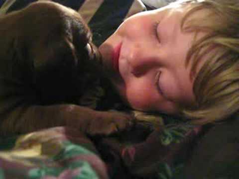 Chocolate Lab Puppy Giving My Son Kisses