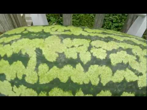 how to harvest watermelon seeds
