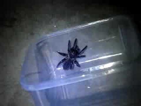 Huge Black Spider In The House