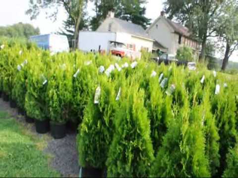 how to fertilize 'emerald green' arborvitae trees