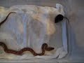 Serpico - My Brazilian Rainbow Boa Serpico - My Brazilian Rainbow Boa