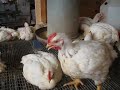 chicken\