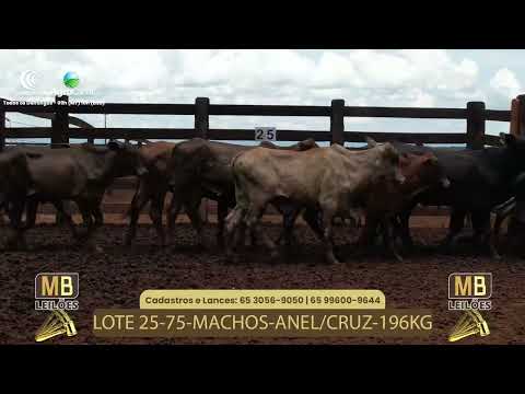 527� LEIL�O VIRTUAL MB LEIL�ES