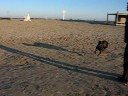 Zuki runs Zuki runs
